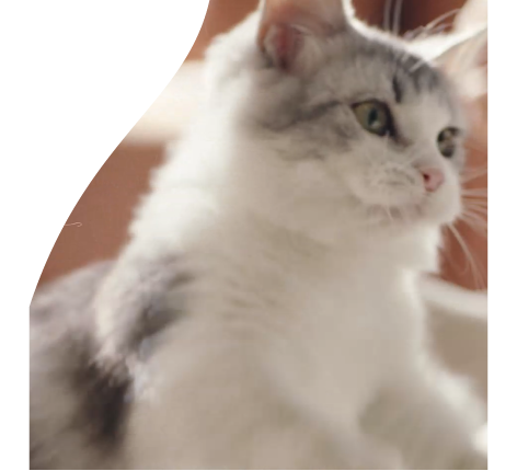 Image depicting a cute white cat.