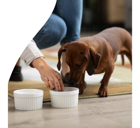 Image depicting a cute dachshund eating from a white bowl with a person holding it on the ground.