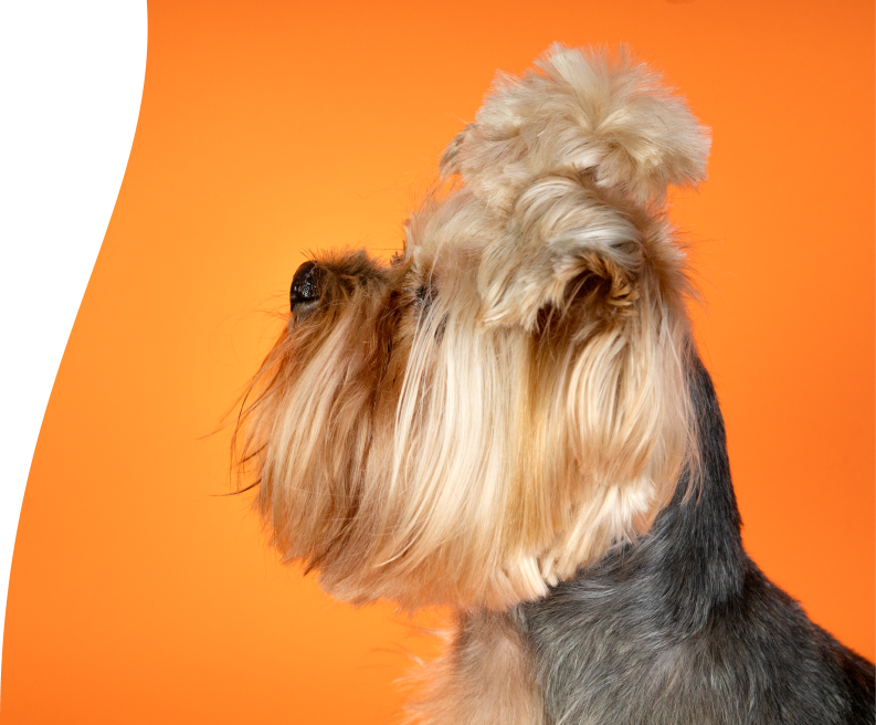 A cute yorkshire terrier with shiny fur on a orange background.