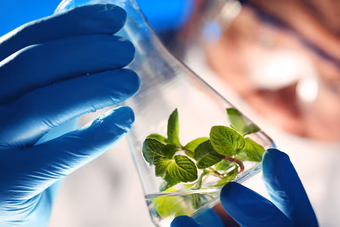 Scientist wearing blue gloves holding a conical flask with green plant leaves inside.