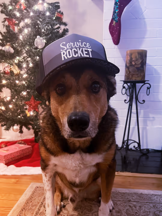Honorary Rocketeer - Dog wearing ServiceRocket hat