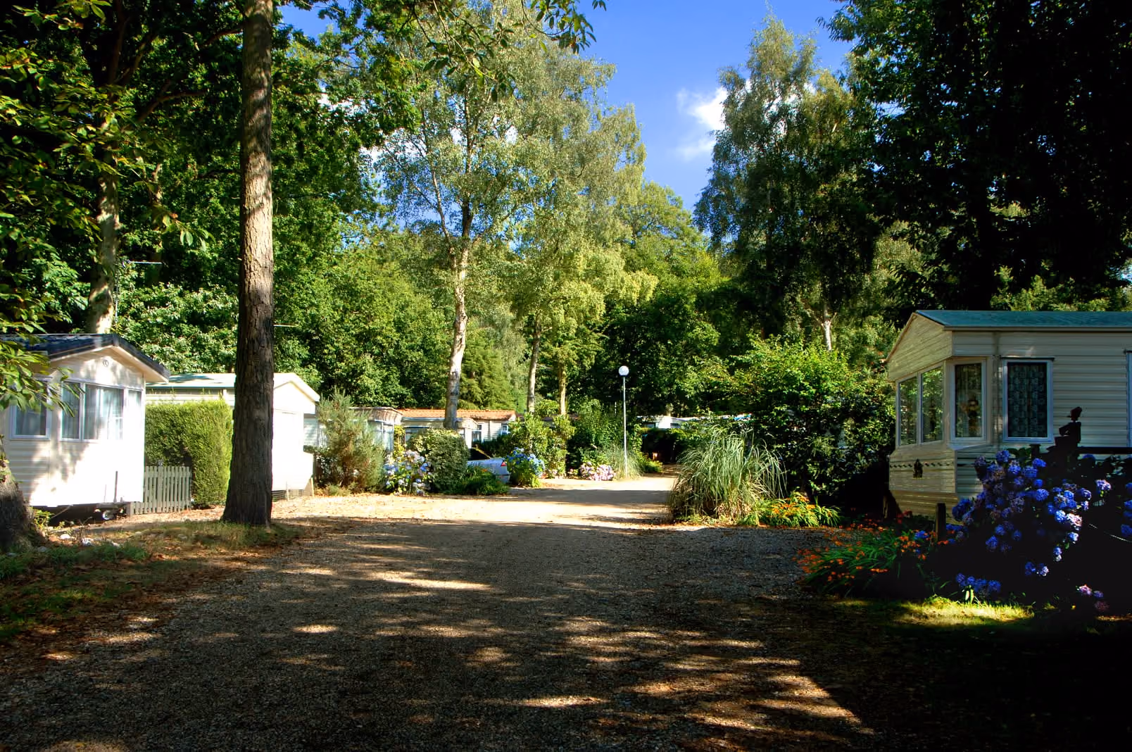 Woodlands caravan park woodland setting