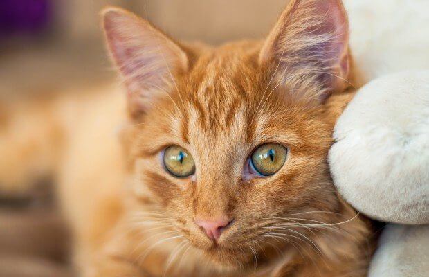 Esterilizar Porquê?