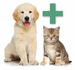 Serviços da Clínica Veterinária Alta de Lisboa