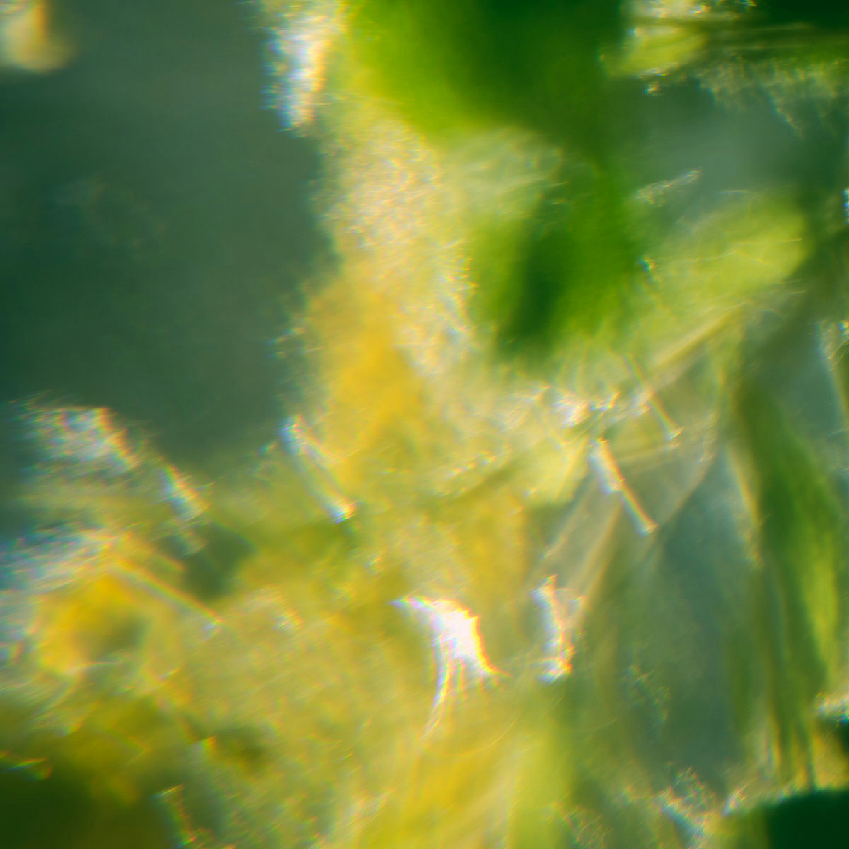 Blurred outlines of yellow flowers and green foliage.