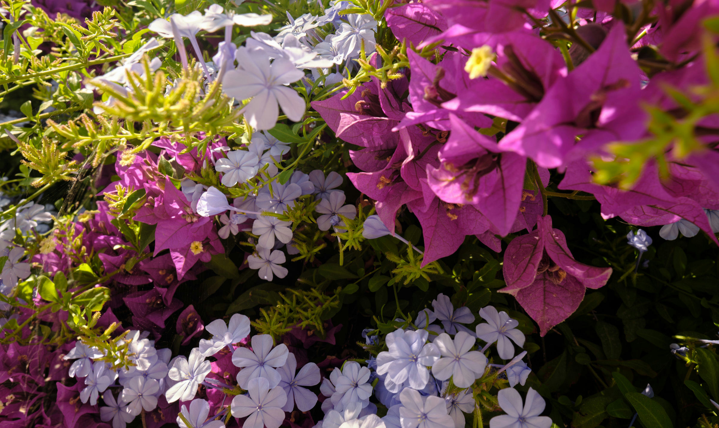 Üppige mediterrane Hecke mit rosa, blauer und weißer Blütenpracht.