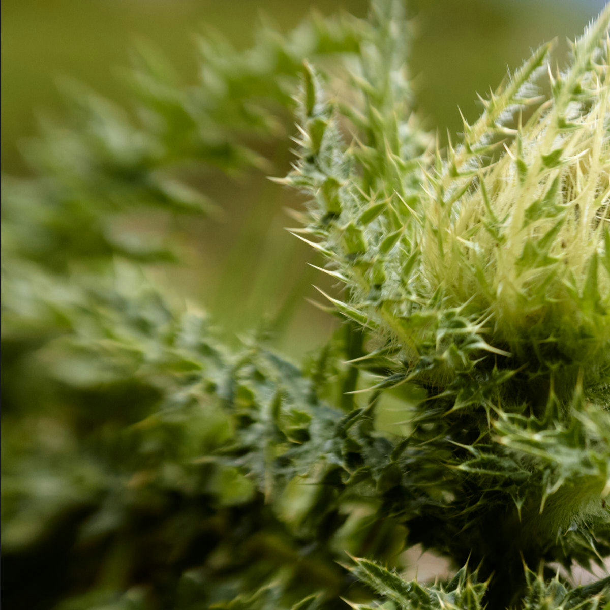 A large, green thistle on a lush mountain meadow