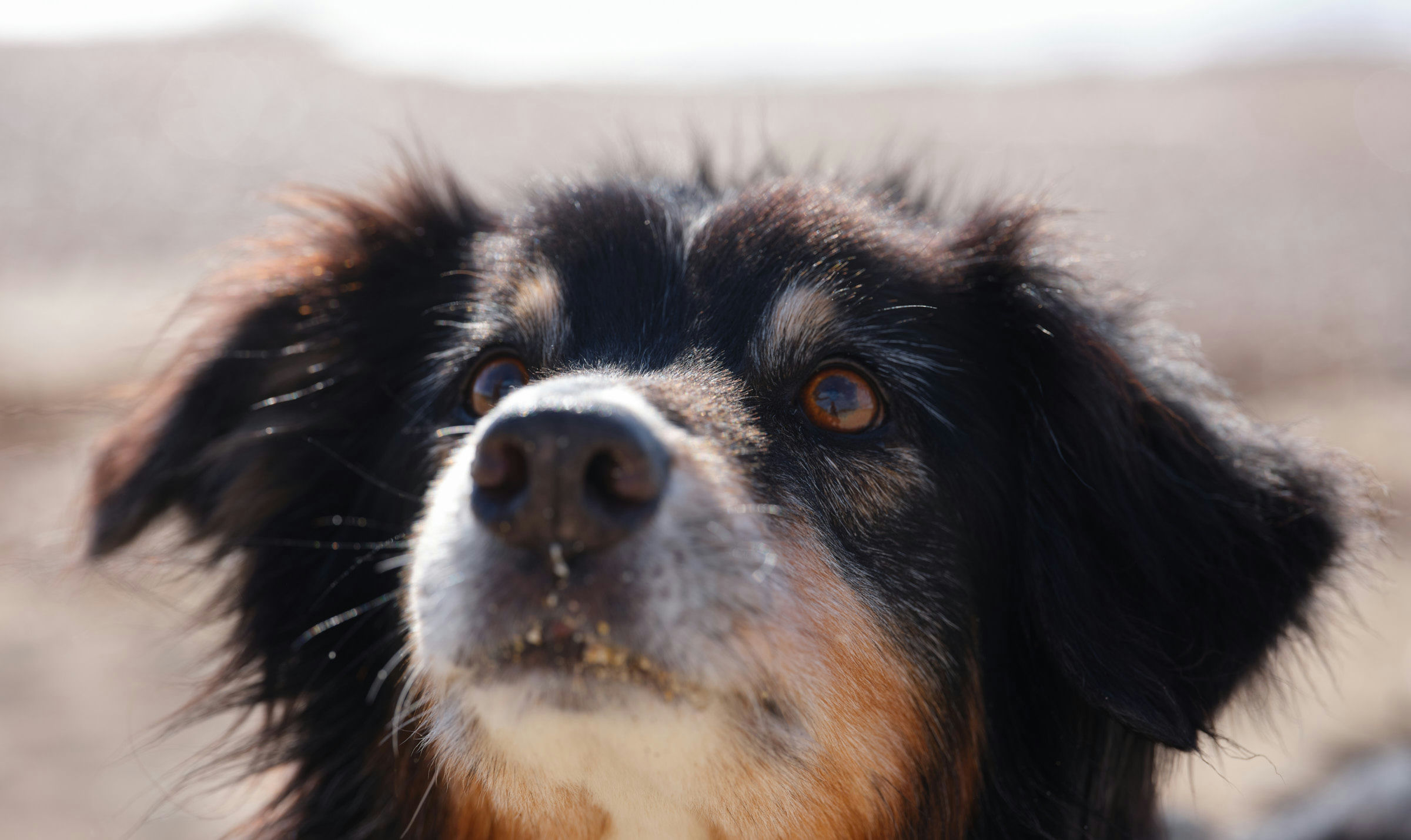 Nahaufnahme von einem Australian Shepard, der aufmerksam etwas am Himmel beobachtet