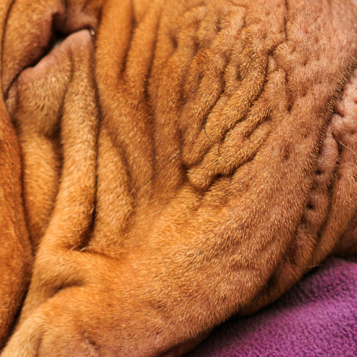 Close-up of a wrinkled, red-haired dog's face