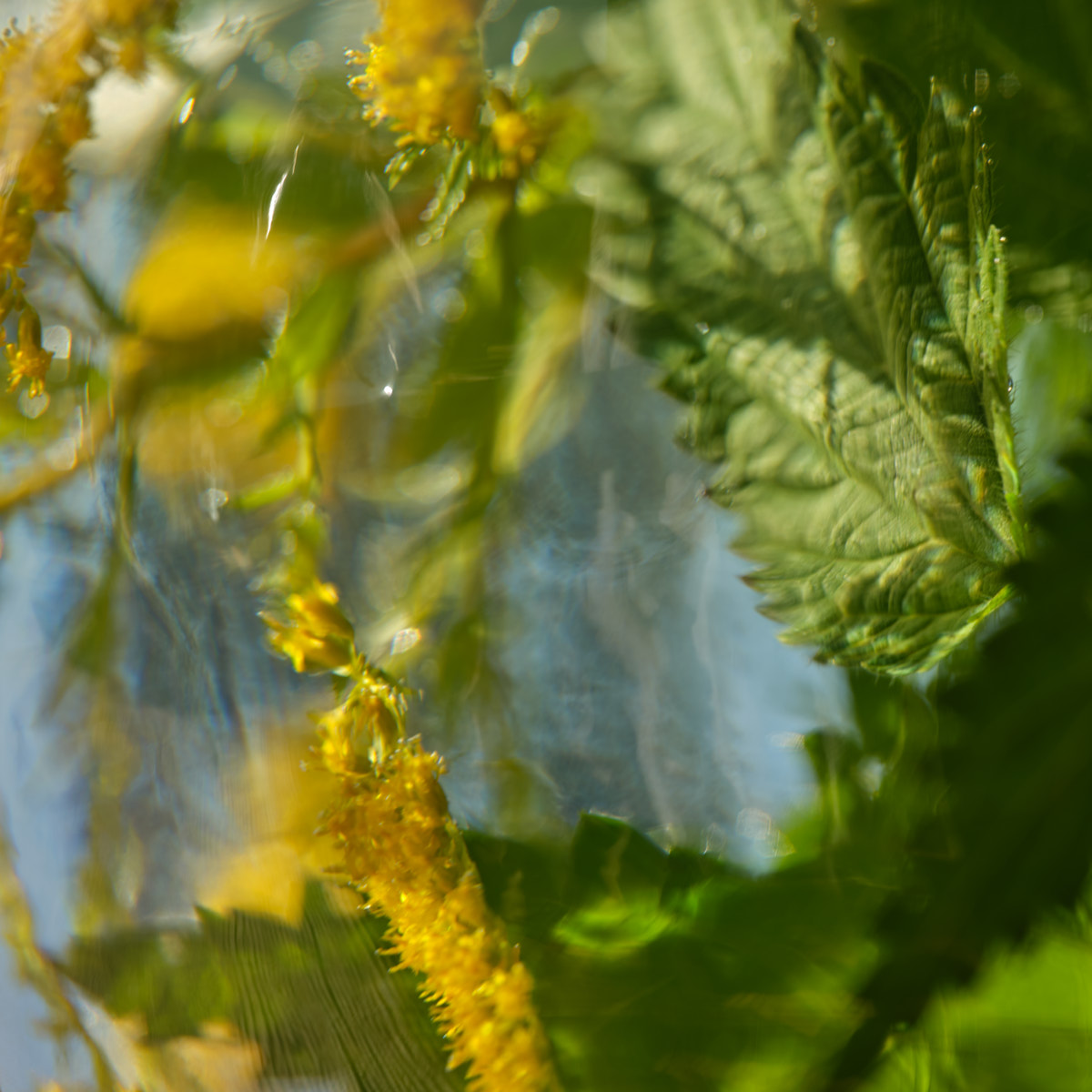 Abstract yellow blossoms and green leaves