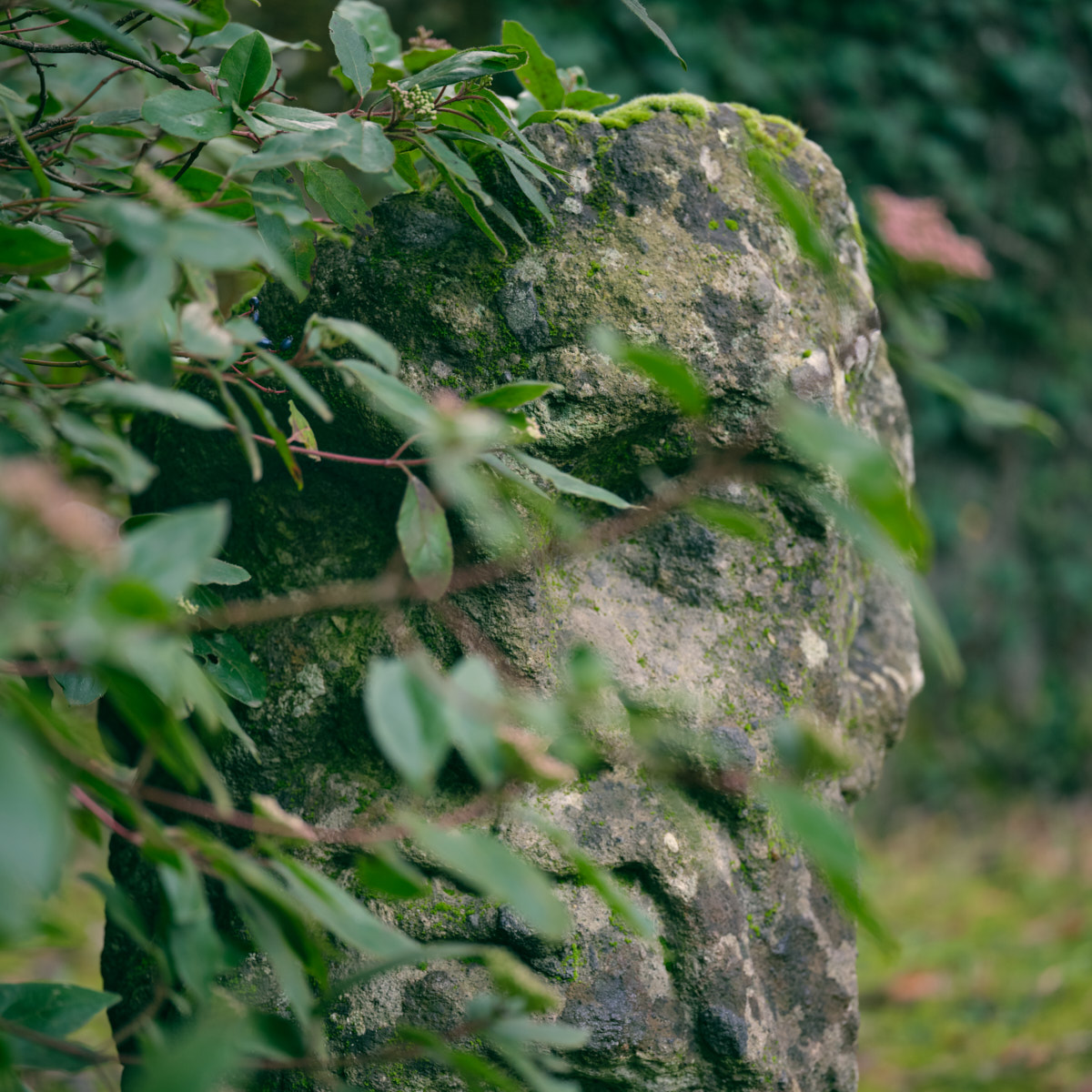 The moss-covered outline of a face made of stone, hidden in the green branches of an old garden.
