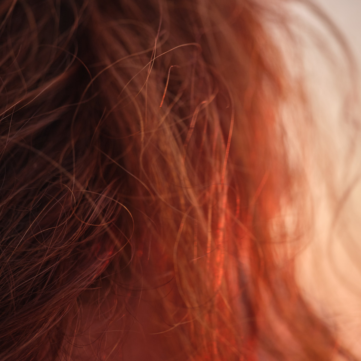 Closeup of red hair in the warm light of the setting sun