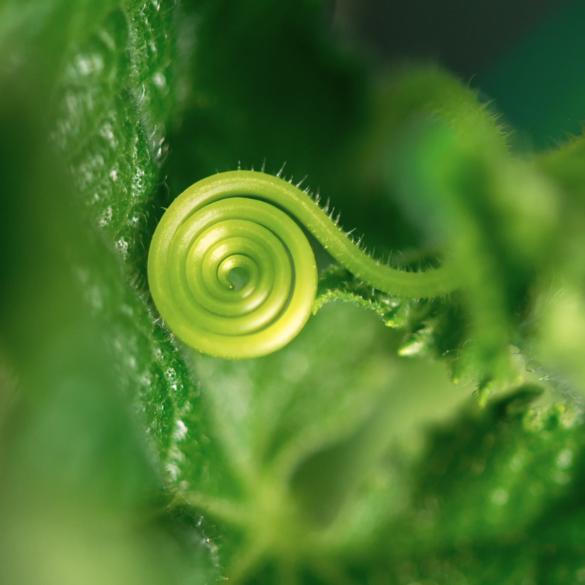 A fern leaf unfolds in the shape of a perfect spiral.