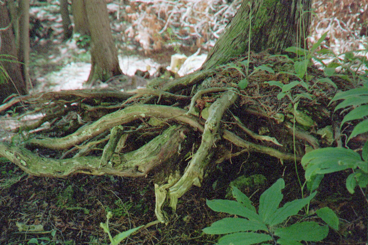 Exposed twisted tree roots on forest floor surrounded by green plants and soil.