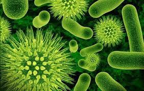 Microscopic view of various green bacteria and viruses with different shapes and textures.