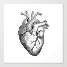 Black and white detailed anatomical drawing of a human heart showing arteries and veins.