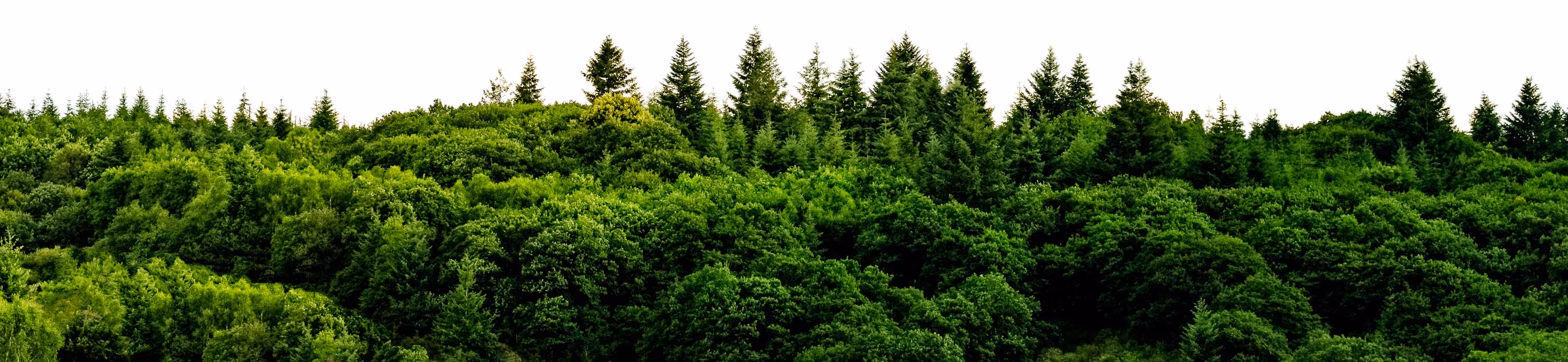 Horizon of lush green trees