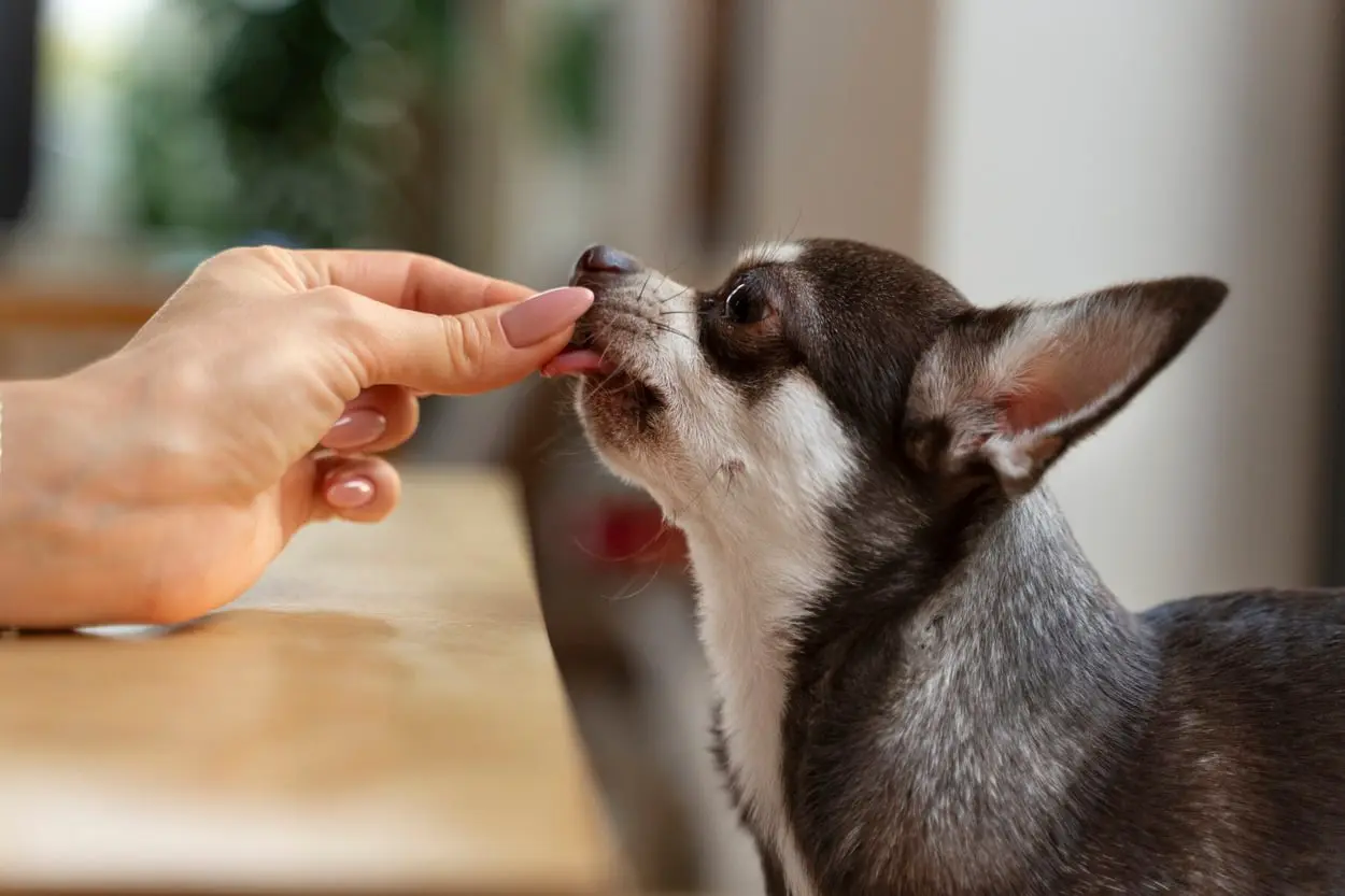 View of adorable chihuahua dog getting some treats at home