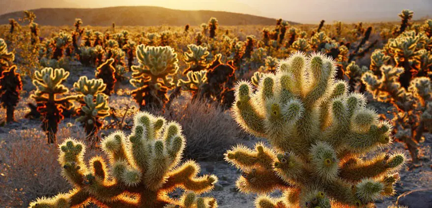A cholla cactus garden in Joshua Tree National Park basks in the warm morning sunlight.