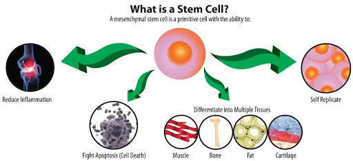 Graphic flow chart of several functions of a stem cell in the human body