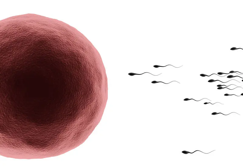 Image of a red egg cell on the left and small black colored sperm cells swimming towards the red egg cell