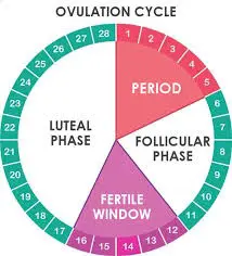 Image result for ovulation