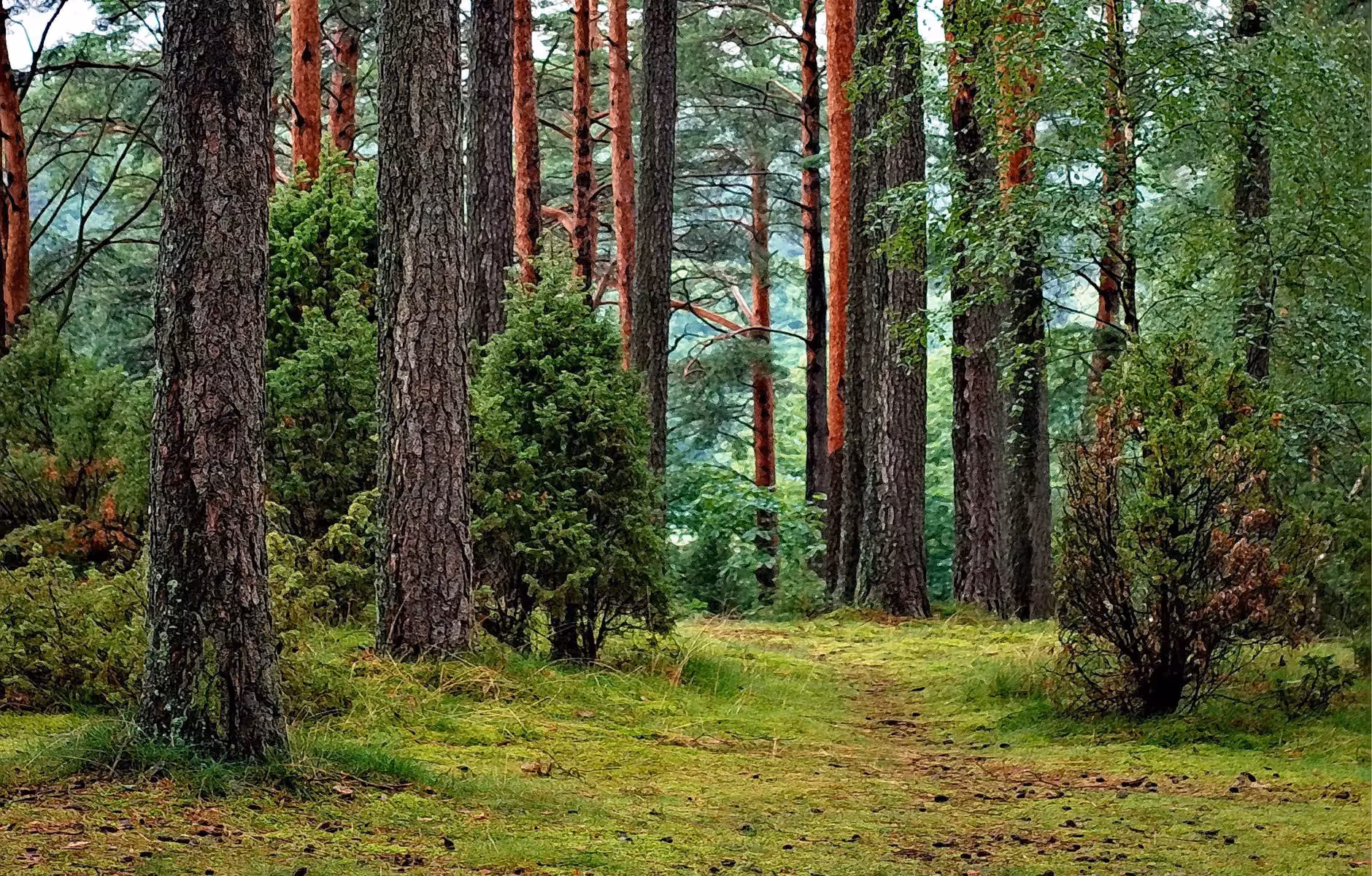 Springtime in the forest, when Ostara occurs
