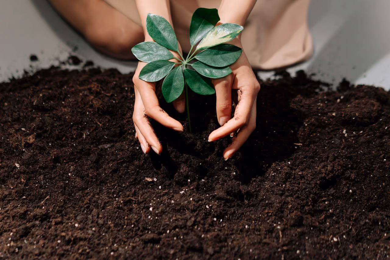 reflecting on the spiritual meaning of earth by planting a small sprout in rich, dark soil