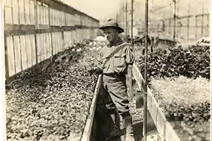 Gardening as Occupational Therapy During WWI