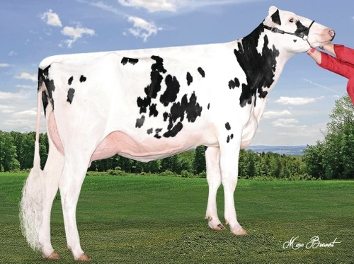 Antelimarc Lister Epic VG-88