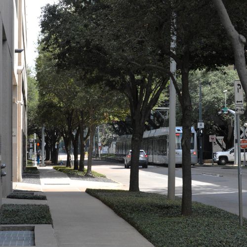 A person standing under a large sprawling tree with thick, twisted branches and green leaves, sunlight filtering through the canopy.