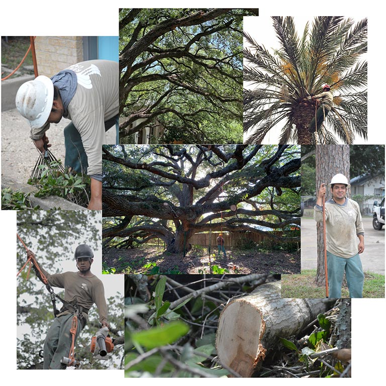 A person standing under a large sprawling tree with thick, twisted branches and green leaves, sunlight filtering through the canopy.