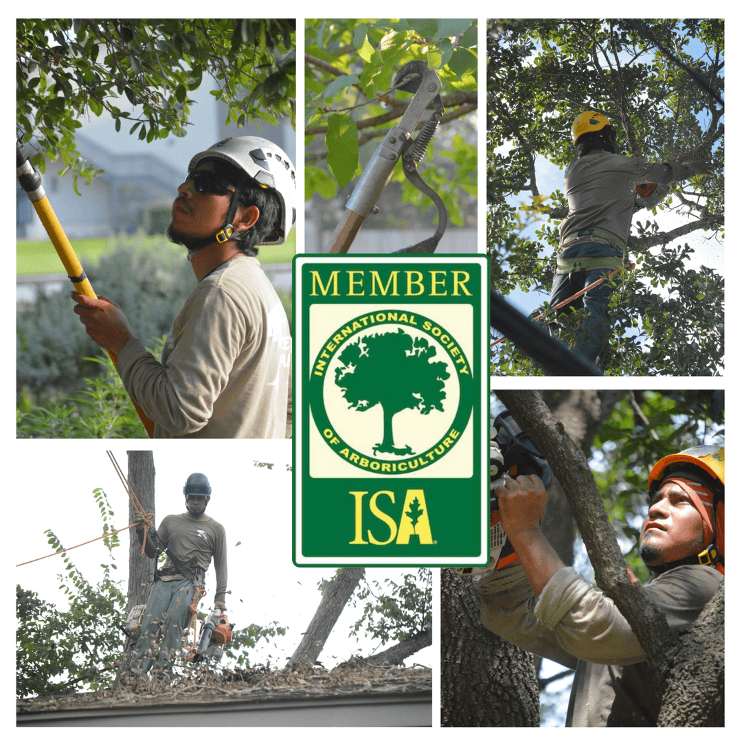 A person standing under a large sprawling tree with thick, twisted branches and green leaves, sunlight filtering through the canopy.