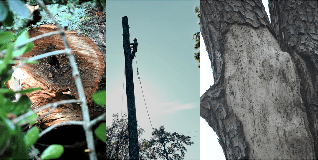 A person standing under a large sprawling tree with thick, twisted branches and green leaves, sunlight filtering through the canopy.