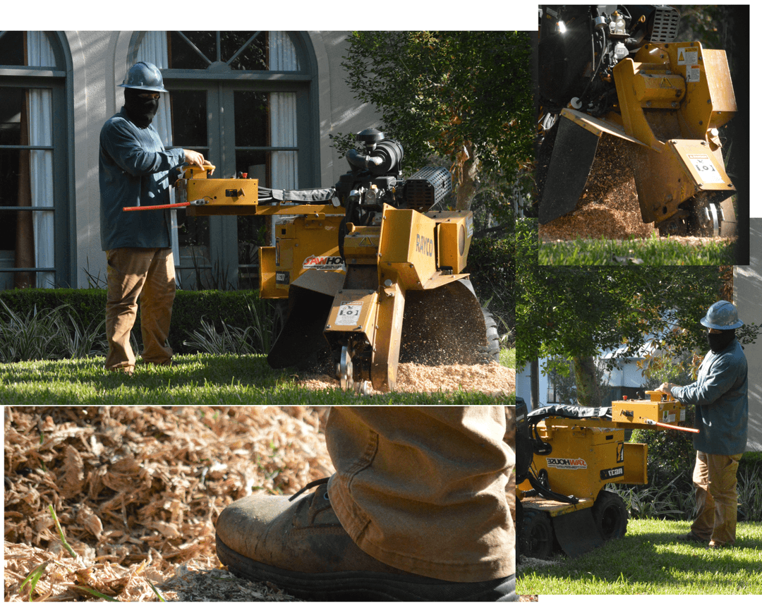 A person standing under a large sprawling tree with thick, twisted branches and green leaves, sunlight filtering through the canopy.