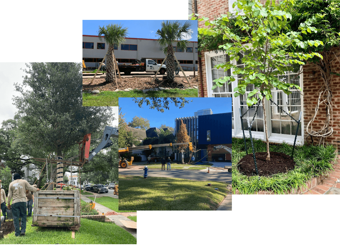 A person standing under a large sprawling tree with thick, twisted branches and green leaves, sunlight filtering through the canopy.