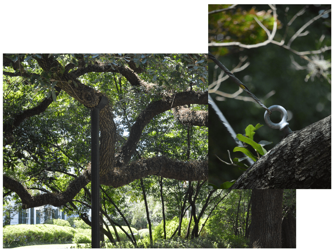 A person standing under a large sprawling tree with thick, twisted branches and green leaves, sunlight filtering through the canopy.