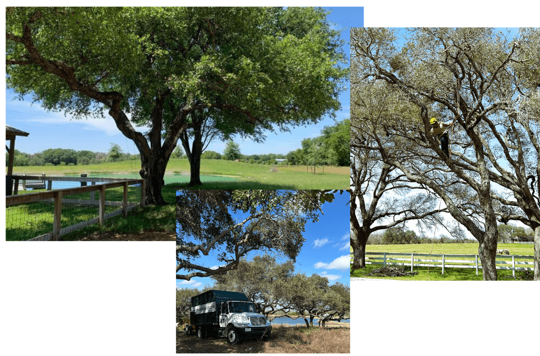 A person standing under a large sprawling tree with thick, twisted branches and green leaves, sunlight filtering through the canopy.