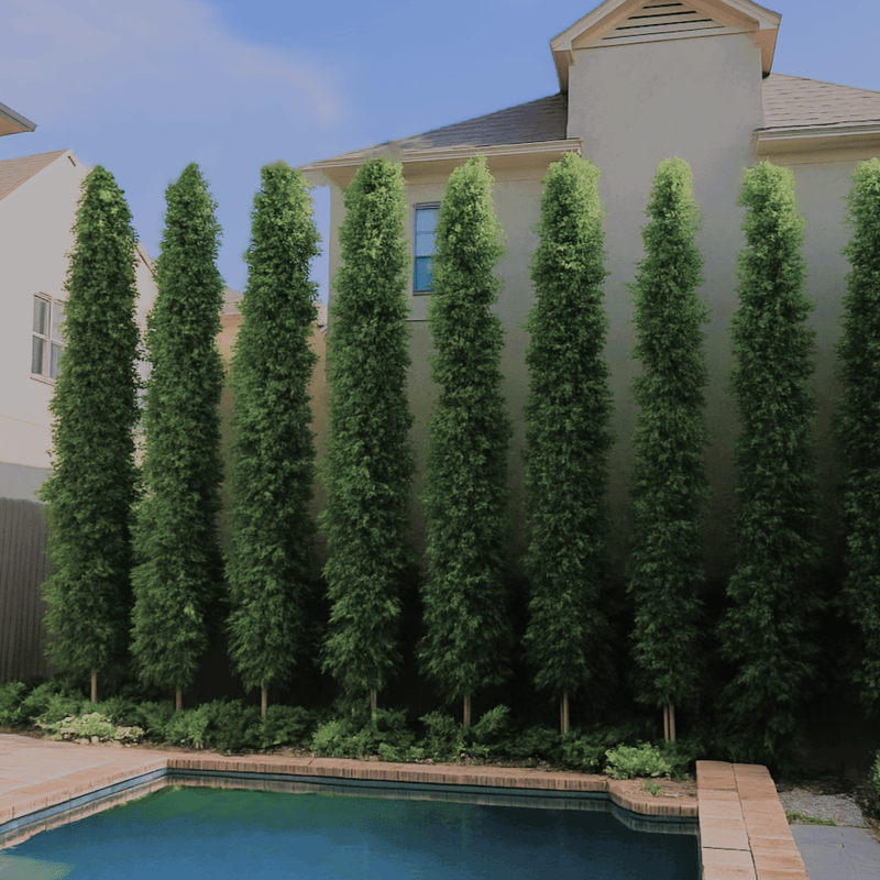 A person standing under a large sprawling tree with thick, twisted branches and green leaves, sunlight filtering through the canopy.