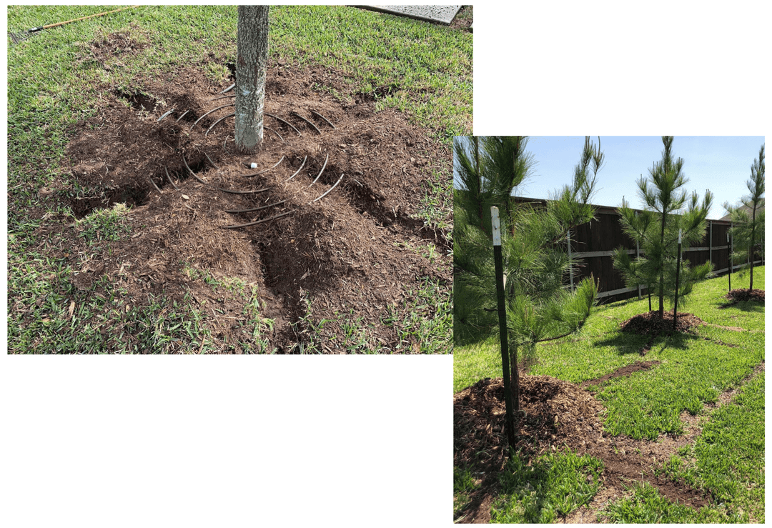 A person standing under a large sprawling tree with thick, twisted branches and green leaves, sunlight filtering through the canopy.