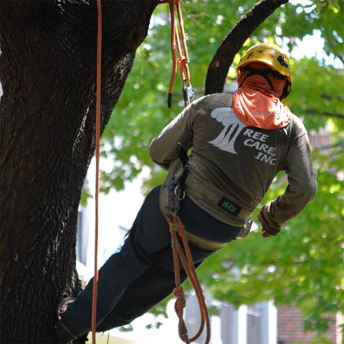 Tree worker wearing safety gear and harness ascending a tree with ropes for tree care services.