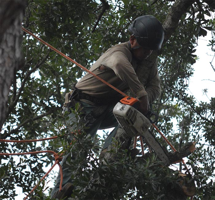 Worker wearing a helmet using a chainsaw to trim tree branches while secured with safety ropes.