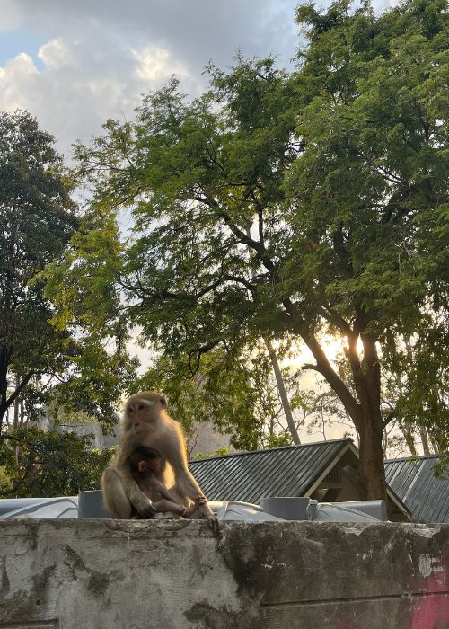 Monkey in Railay Beach, Thailand