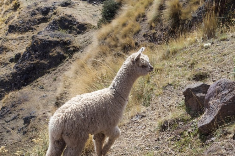 alpaca