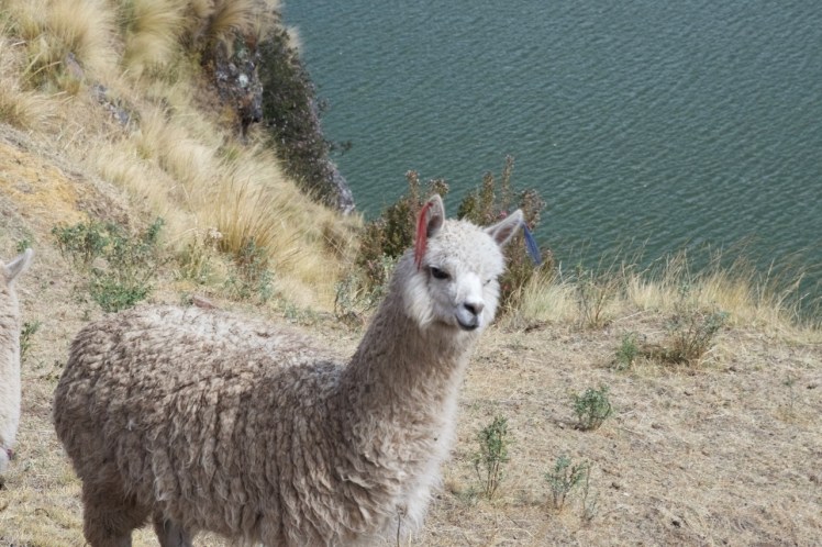 alpaca_sacred_valley