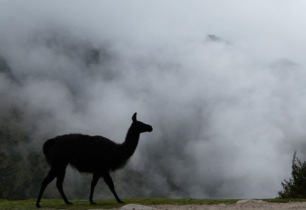 inca-trail-llama