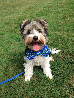 adult male yorkshire terrier