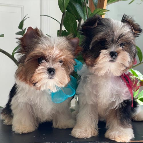 pair of biewer yorkie puppies