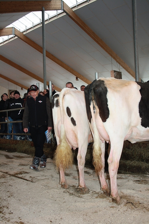 Kuhvorstellung und Anpaarung bei Derboven