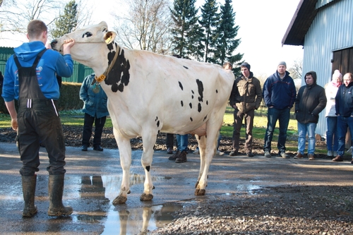 Tag 1 - Auf dem Betrieb von Dirk Huhne in Kasseedorf konnten wir u.a. eine Airlift-Tochter aus der Laurie Sheik-Familie sehen